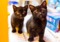 Two black kittens standing together