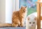 Long-haired ginger cat watching white cat