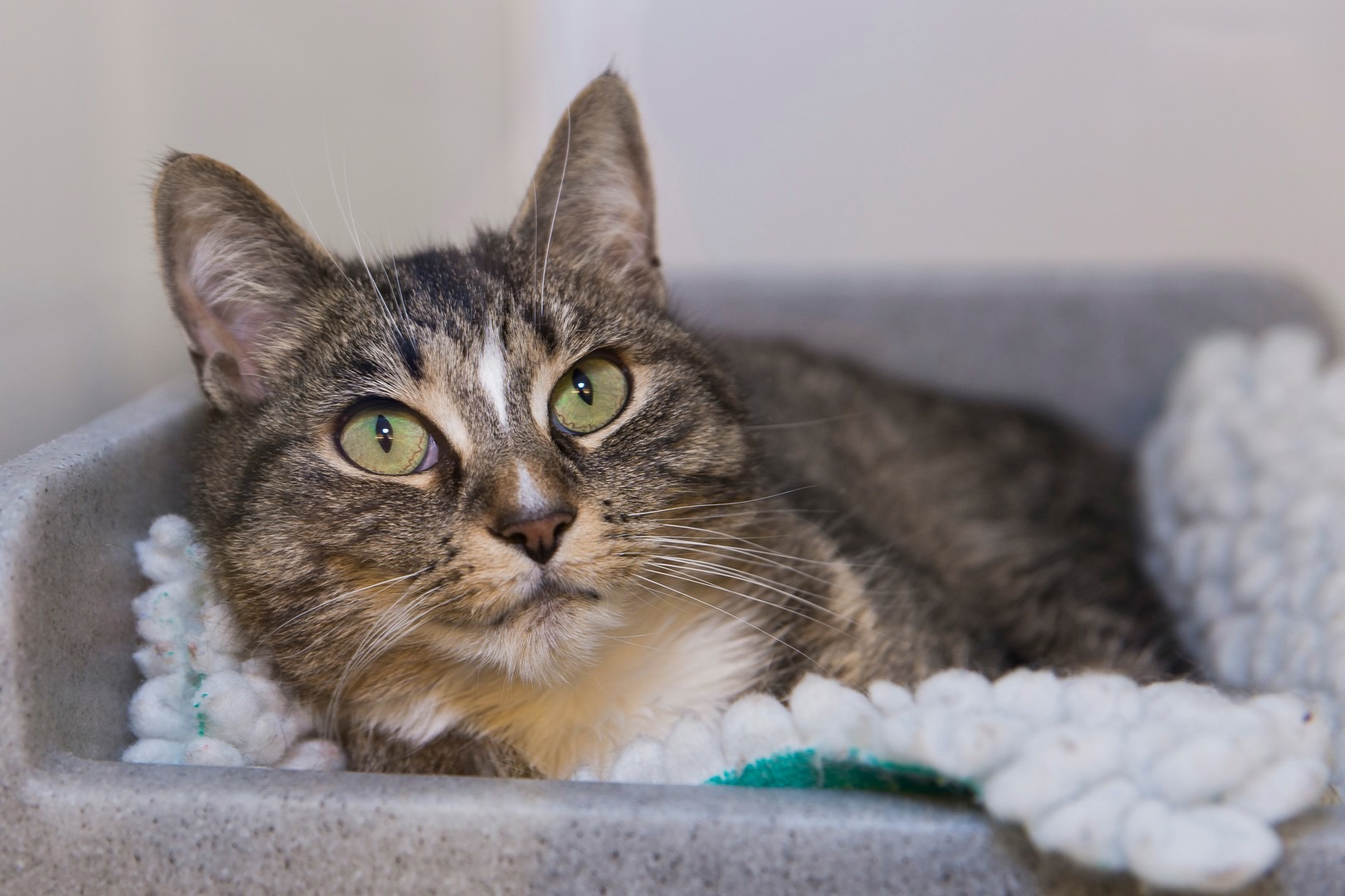 Tabby cat with brown fur and green eyes lying down