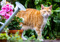 Ginger tabby cat outdoors surrounded by plants