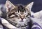 brown tabby kitten wrapped in a purple blanket