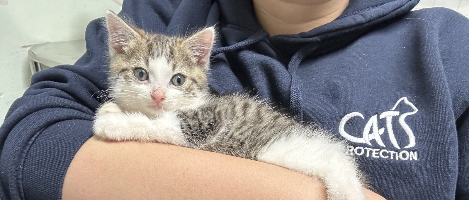 Help kittens like Taco