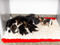 black-and-white mother cat feeding her kittens