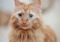 Long-haired ginger cat