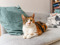 Calico cat sat on grey sofa
