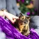 Tortoiseshell cat sitting on purple blanket being stroked by a human hand. There are fairy lights in the background