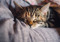 brown tabby cat sleeping on purple bedding