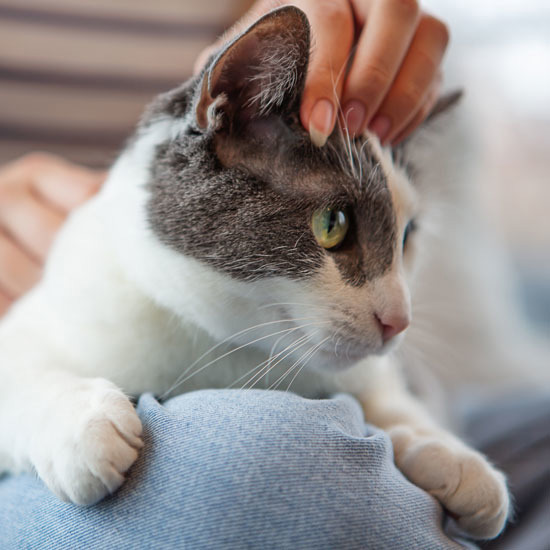 Animal charities hail recognition of pets in Violence Against Women and Girls strategy