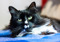 long-haired black-and-white cat lying on blue fabric