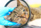 Brown tabby cat wearing a buster collar/cone being stroked by someone wearing a blue latex glove