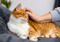 Ginger and white tabby being stroked