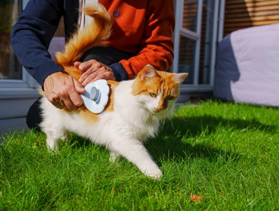 Ginger-an-white cat being brushed by a human outdoors