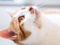 ginger-and-white cat lying on floor looking up