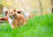 long-haired ginger-and-white cat sitting in grass outdoors