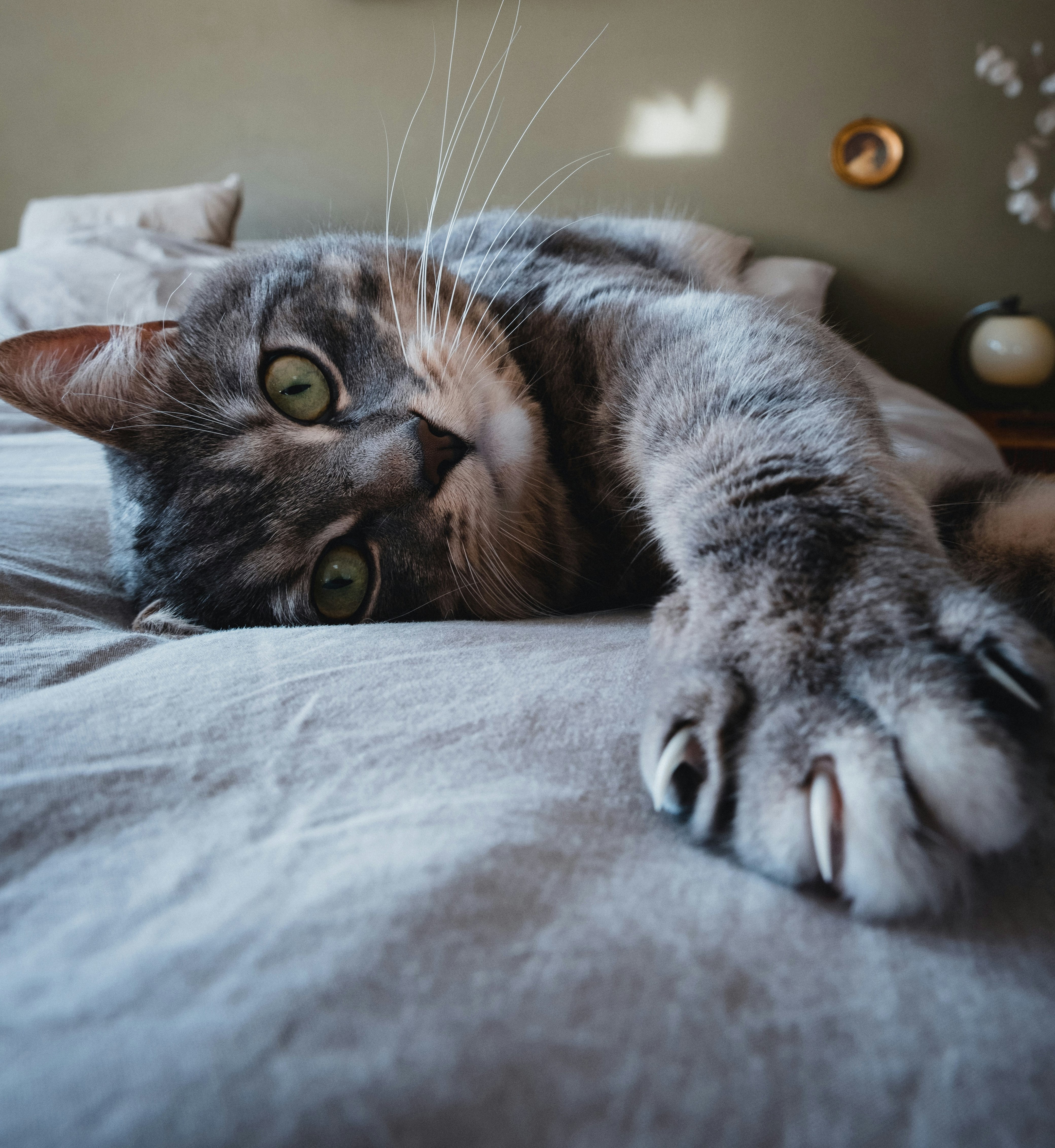 Grey tabby cat lying down with paw reaching out