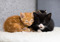 A ginger kitten and a black-and-white kitten cuddled up together