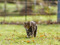 brown tabby cat walking on grass outdoors