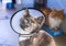 tortoiseshell-and-white cat wearing plastic cone collar