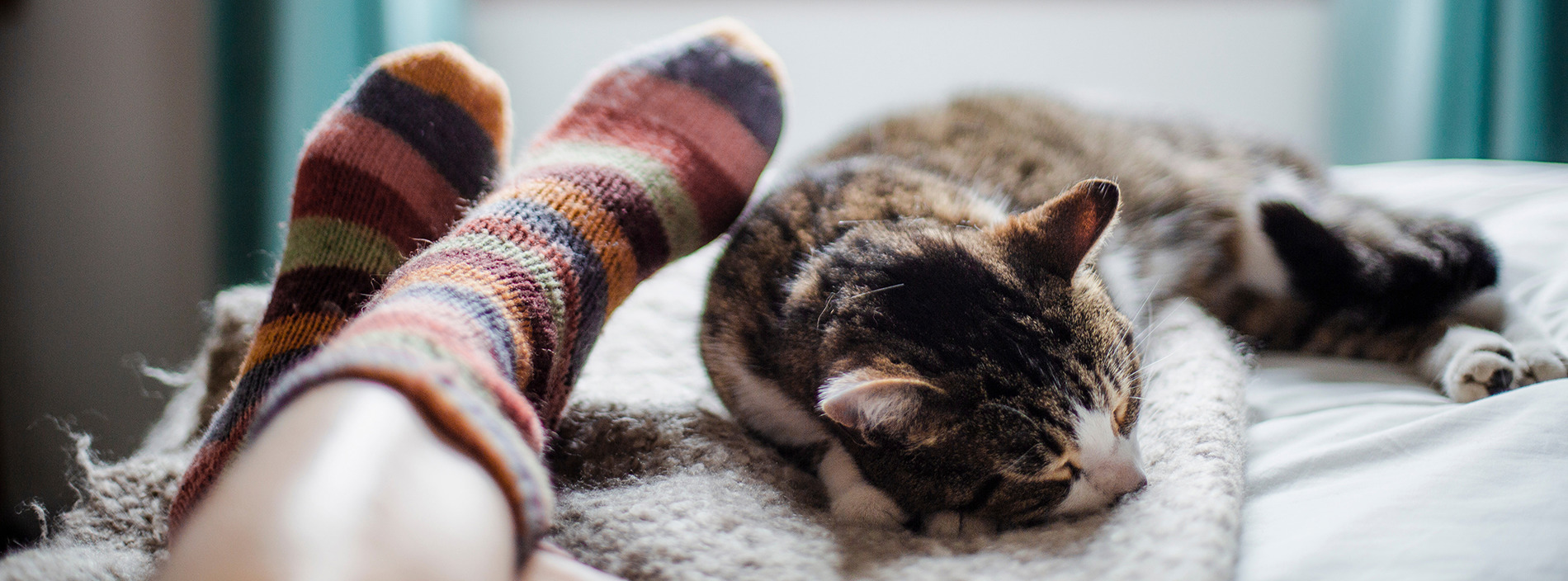 Cats and your pregnancy