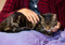 Brown tabby cat lying on purple sheet and being stroked by human