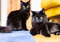 A long-haired black cat lying down with another long-haired black cat sitting behind them