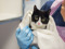 black-and-white cat being help wrapped in a white towel