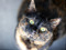 tortoiseshell cat looking up at the camera