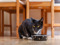 black-and-white cat sat behind ceramic black food bowl with white polka dots