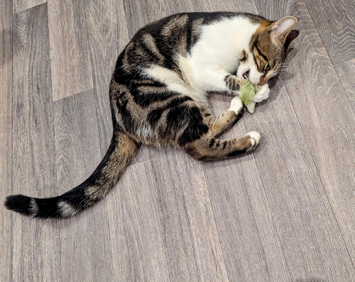 brown-and-white tabby cat playing with cat toy on the floor