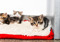tabby-and-white kitten lying on white fleece blanket with other kittens in the background