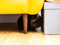 black cat hiding under yellow sofa