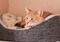 ginger cat lying in grey cat bed