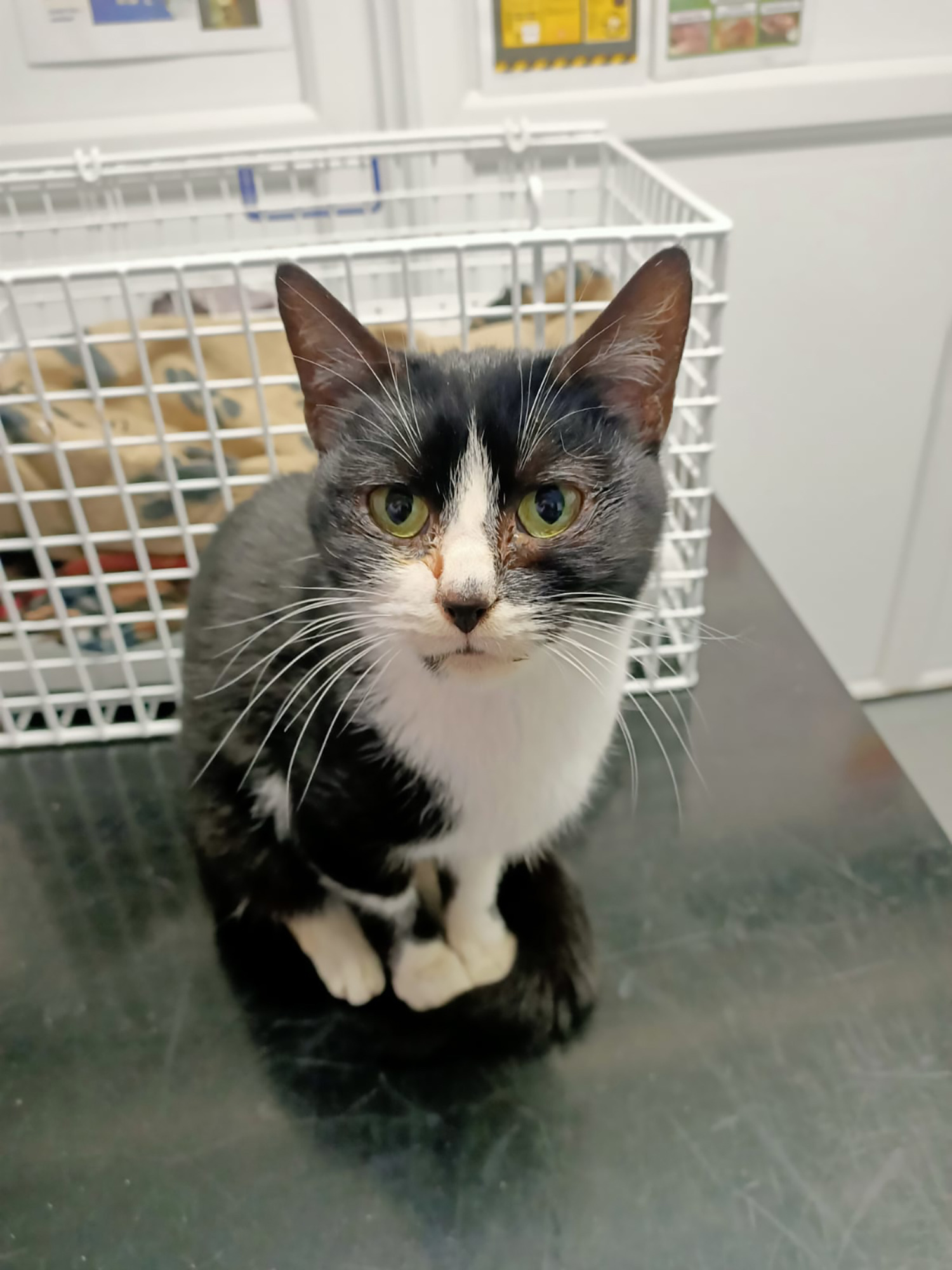 Appeal to find owner of cat who travelled under car bonnet