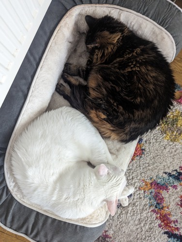 Rudy, a white short-haired cat, and Coco, a long-haired tortoiseshell cat, curled up asleep together in a large cat bed. Viewed from above, the pair are nestled side by side, demonstrating the close bond they shared.