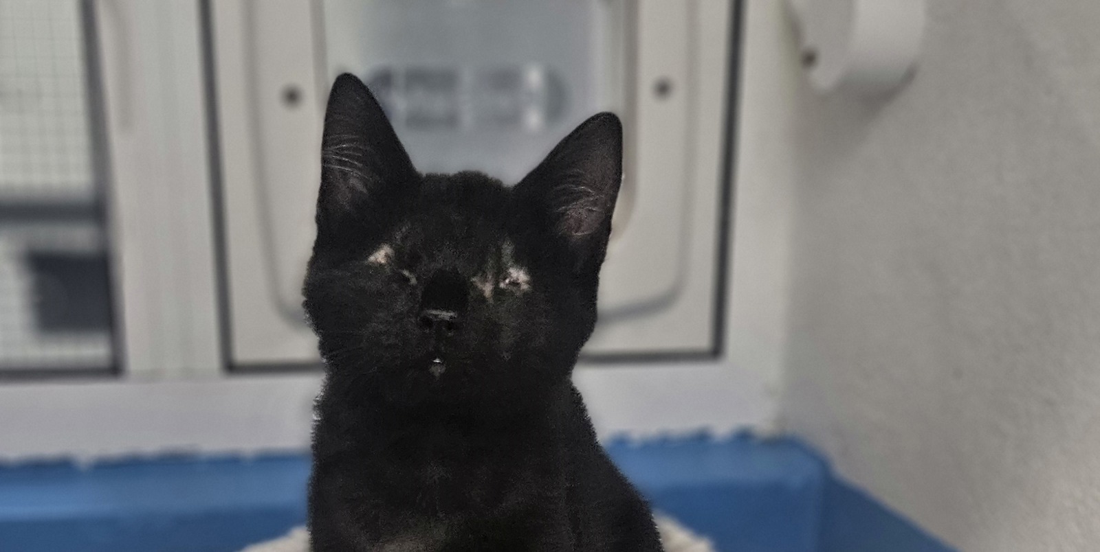 Help cats like Samson