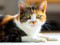 Calico cat lying on floor