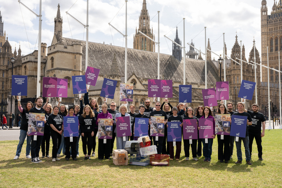 Cats Protection leads Parliament Square action as Government leaves cats out of Animal Welfare Strategy