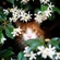 ginger-and-white cat peering out of a bush with white flowers