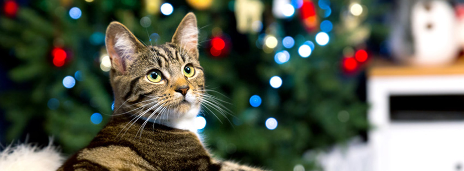 Cats Protection Cotswolds Cat Centre