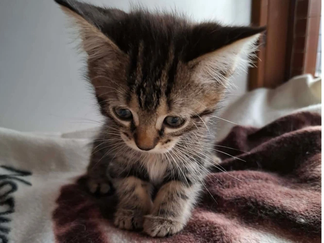 2 Tabby kittens