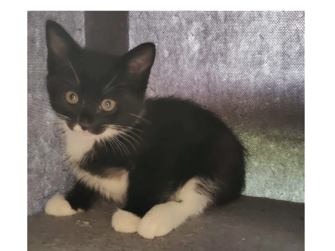 Beautiful litter of Tuxedo kittens