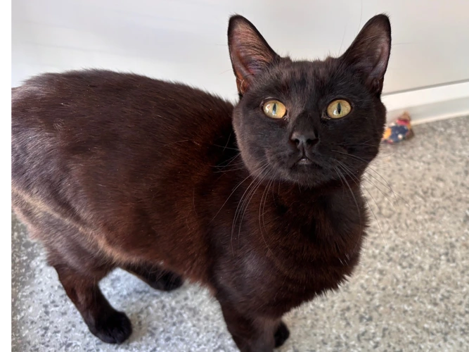 Brock & Kirk-a-Curler