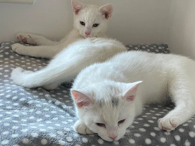 Kittens - Samson, Star and Chilli