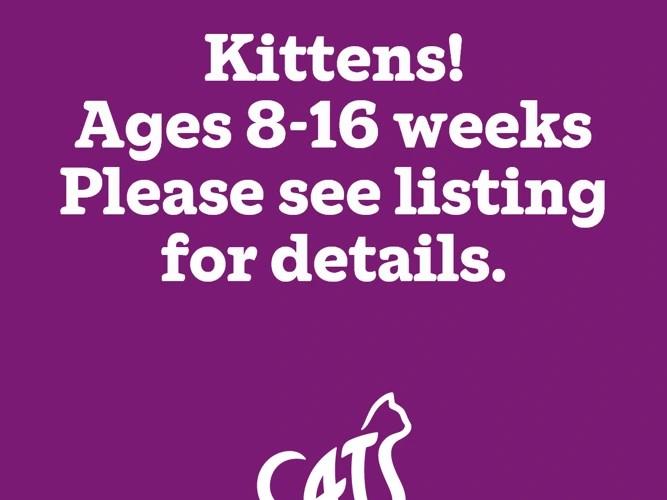 Kittens Available!