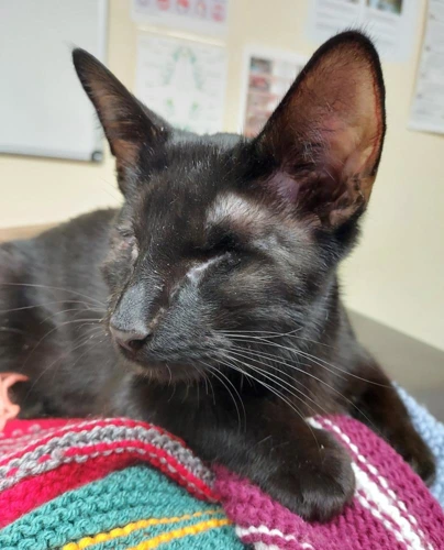 Jeff 11 month old male INDOOR ONLY