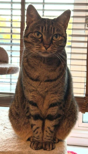 Bella 8 Year Old Female