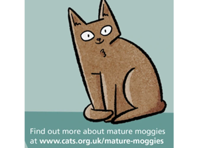 Mature moggies are magnificent
