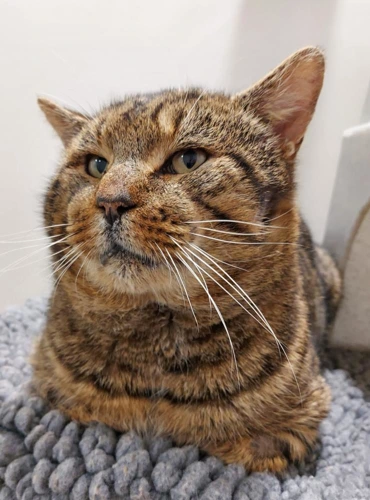 Tabby Arbuckle 6 Year Old Male INDOOR CAT