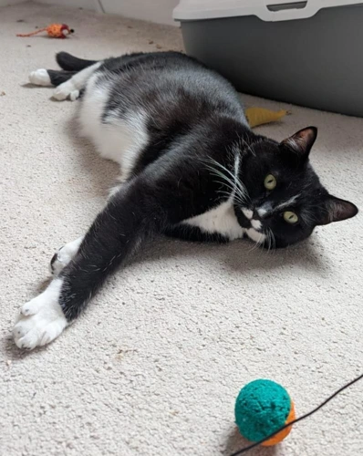Selina 5 Year Old Female