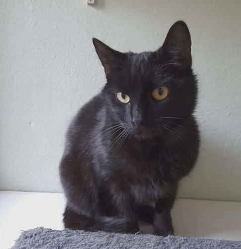 Suzie